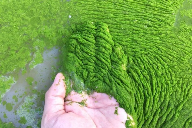Ao nhiều tảo lan quá mức sẽ hấp thụ oxy, tạo điều kiện lý tưởng cho vi khuẩn sinh sôi